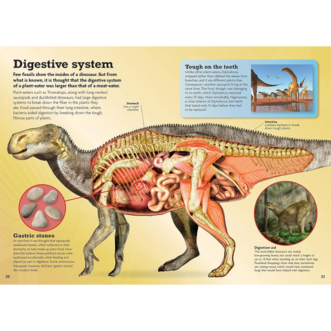See Inside : Dinosaur